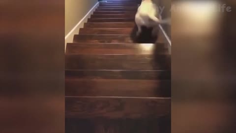 Funny Dog stunt to jump down the stairs