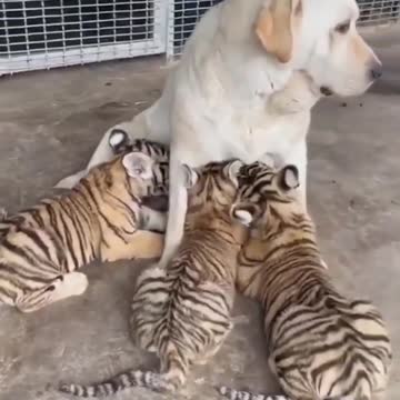 How Would YOU Caption This?🦁👉Follow @lions.savena.📸: Credit b