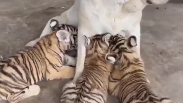 How Would YOU Caption This?🦁👉Follow @lions.savena.📸: Credit b