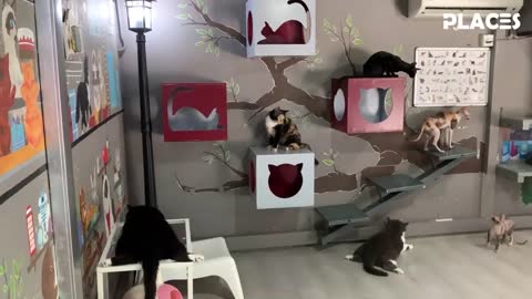 One of the Best Cat Cafes in Malaysia!