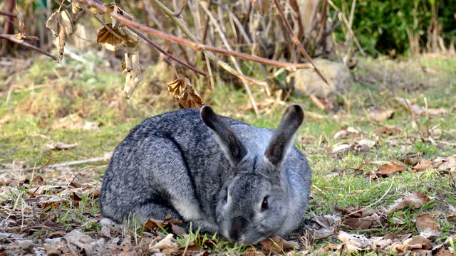 Cute bunny chewing on lettuce is an- asmr- delight