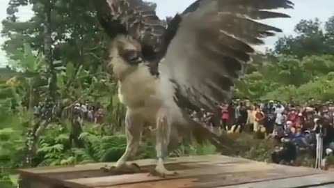 An eagle flies in the sky for the first time