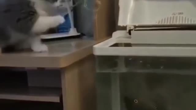 Cat vs fish