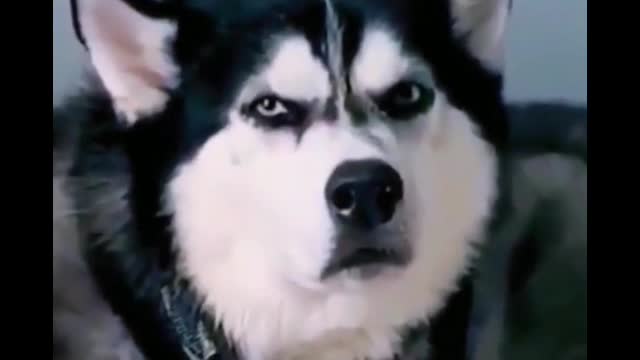 Husky's eyes are so funny