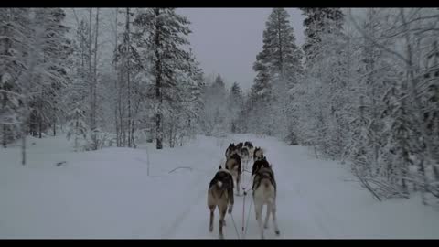 View from the moving sledge to running team of husky dogs and winter wood landscape