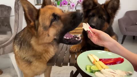 Impatient Baby Puppy and German Shepherd Reviews Food