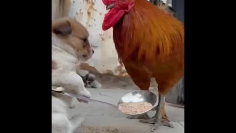 Funny puppy playing with cock and rabbit