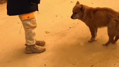 So cute baby dog dance