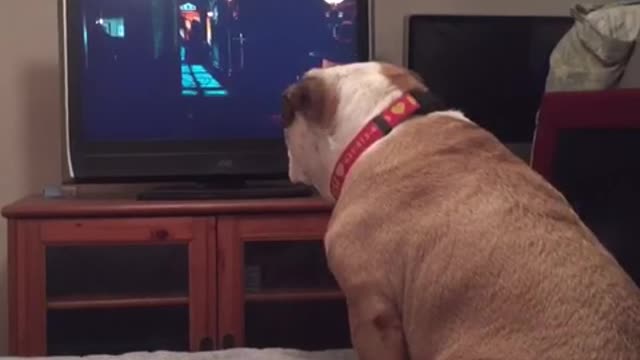 A dog watches a horror movie, but what he does during a scary scene is unbelievable!