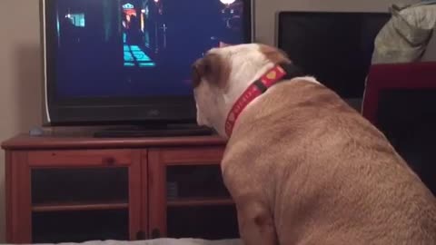 A dog watches a horror movie, but what he does during a scary scene is unbelievable!