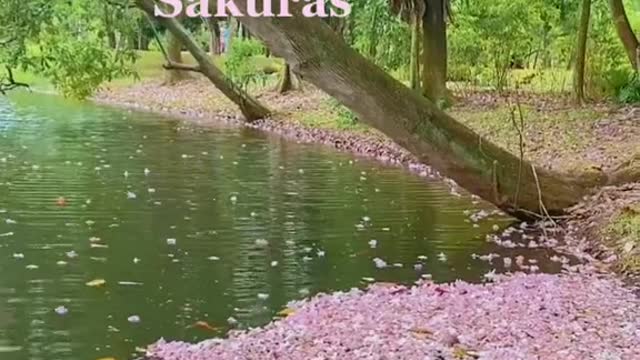 Let’s imagine these trumpet tree flowers are sakuras