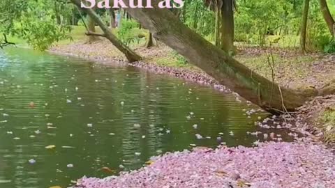 Let’s imagine these trumpet tree flowers are sakuras