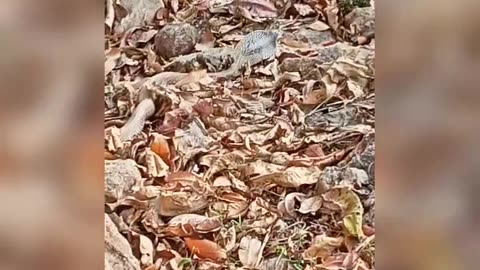I saw the snake