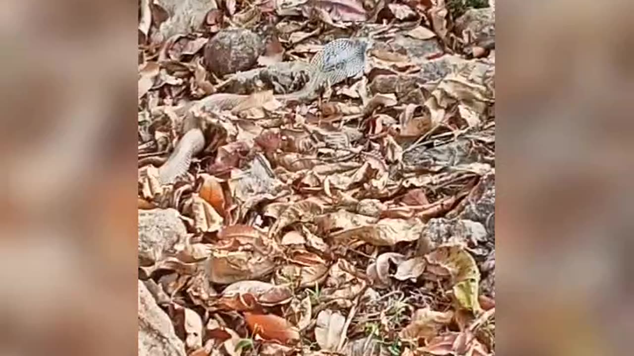 I saw the snake