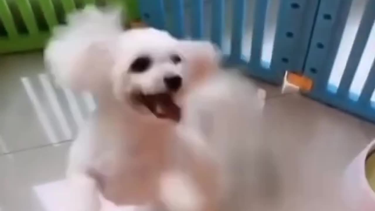 discover the real cut dog dance #shorts #youtubeshorts
