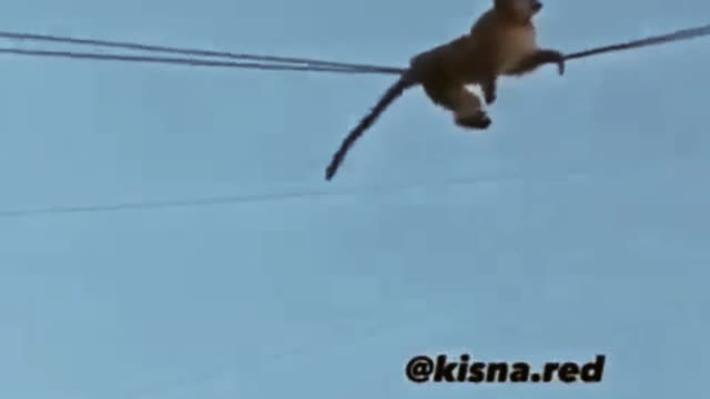 Monkey slip wire