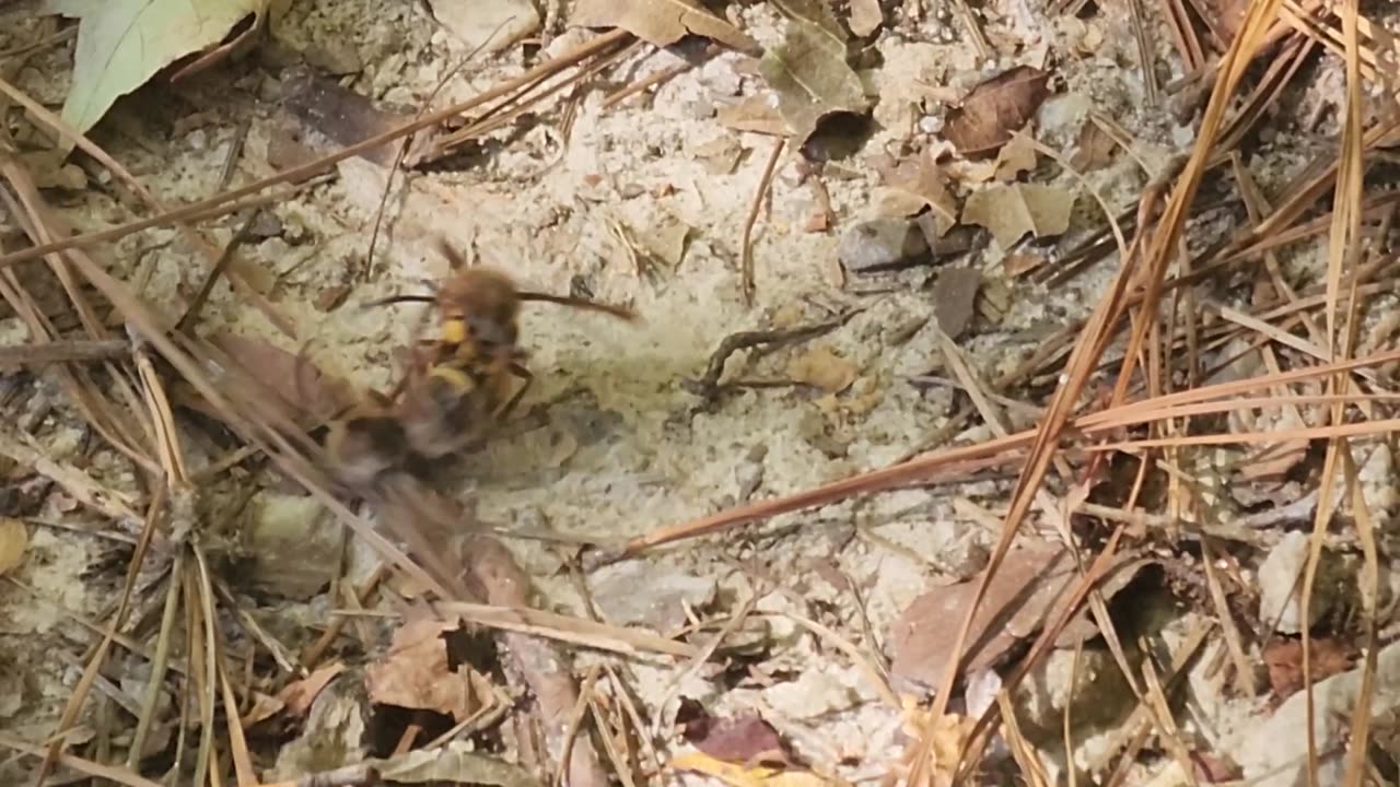 European hornets fight