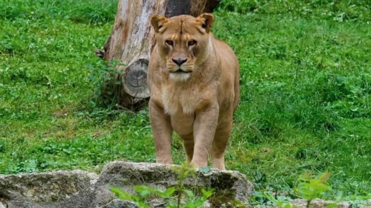 "Roar of the Jungle: Witness the Majesty of Lions"