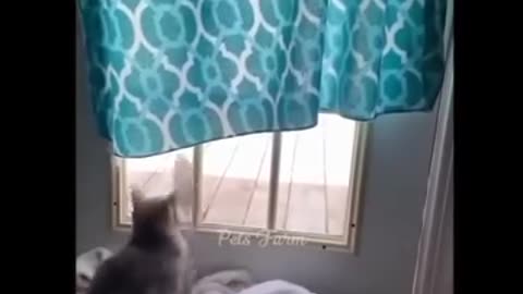 Funny cat video