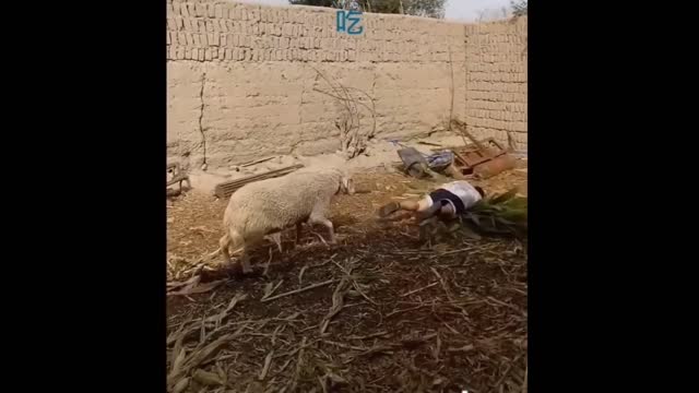 Funniest Fails Of The Year Compilation