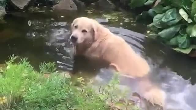 Chonky boy relaxing (ig