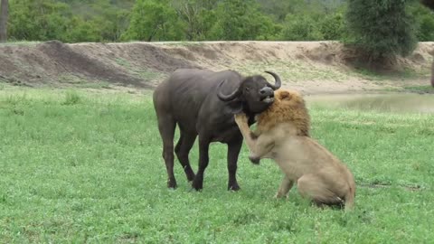 EXTREMELY RARE!!! Fearless Male Lion attacks Buffalo Herd, ALONE!!!