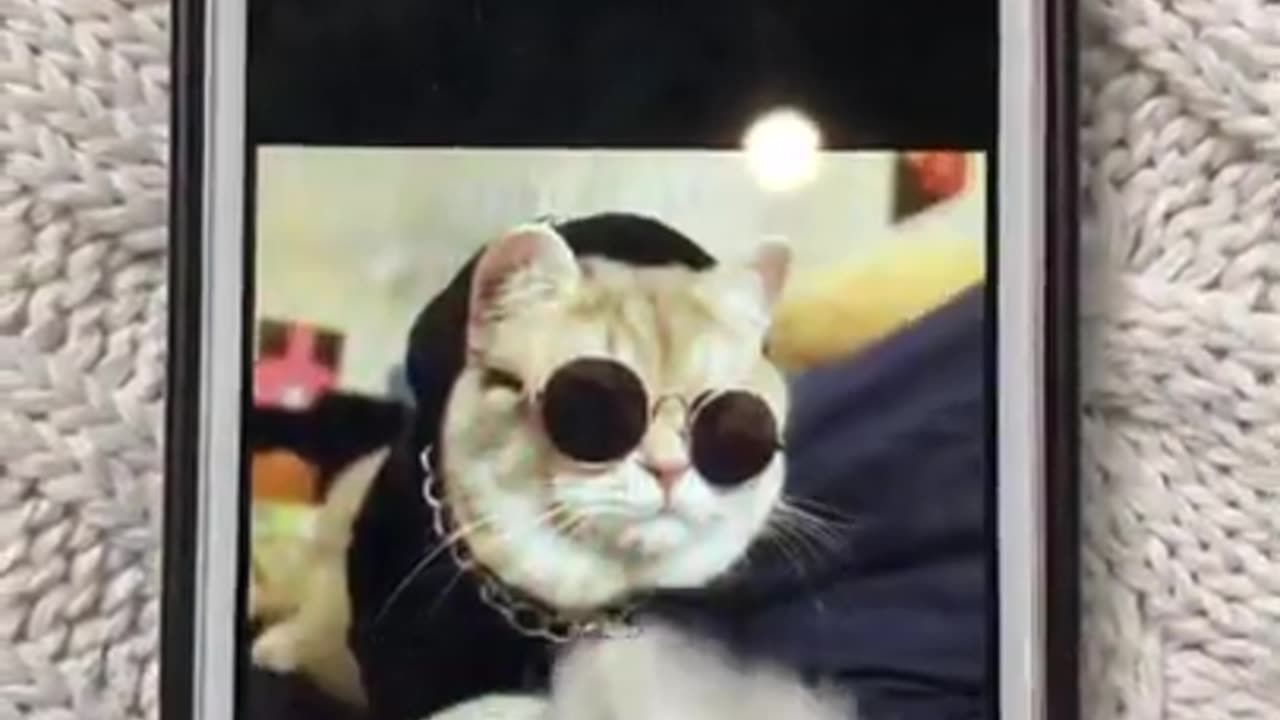 Tinder for cats #cat