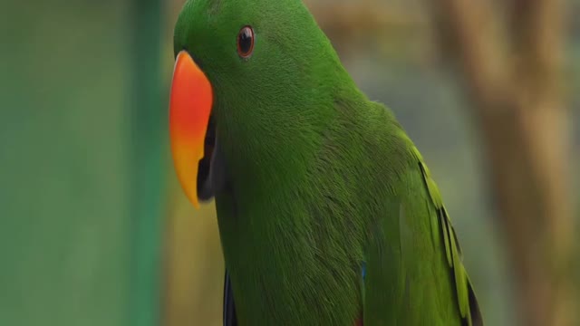 Parrot talking