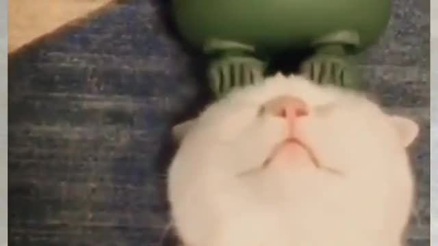😻Funny and cute cat kitten video😻