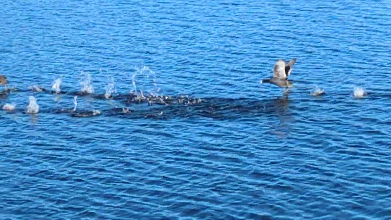 American Coots on the water | Florida, 1.29.24