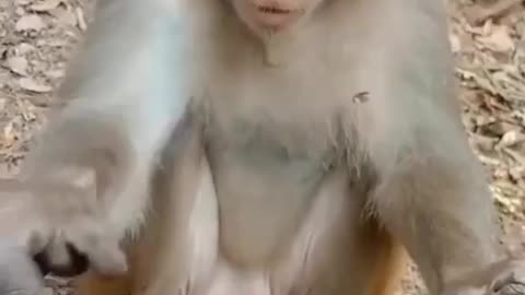 Monkey funny shorts video