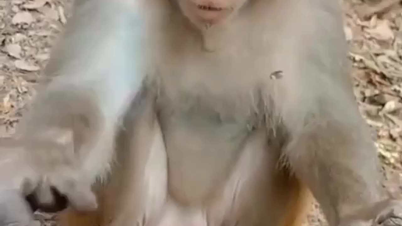 Monkey funny shorts video