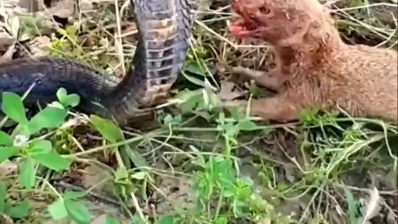 Snake vs Mole