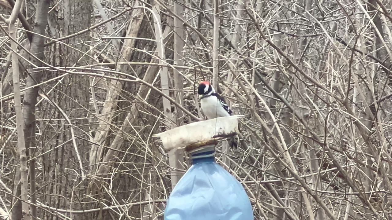 Downy woodpecker