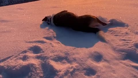 Dog playing on snow.