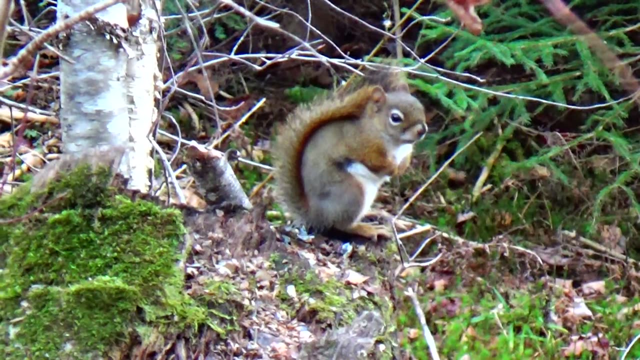 Red Squirrel