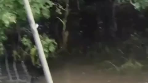 This is a beautiful and charming water-dwelling species