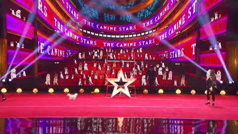 Canine Stars Bring Their Best Dog Performance to AGT! - America's Got Talent 2021