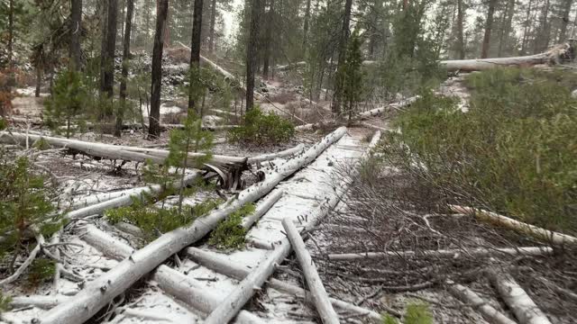 Exploring the Forest As It Snows – Central Oregon – Edison Sno-Park – 4K