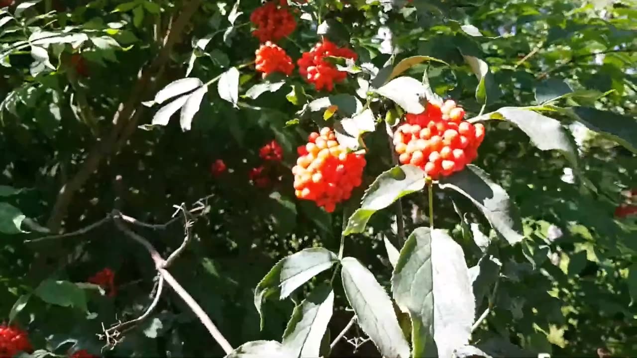 Sambucus Racemosa Red Elder Elderberry Garden Cold Hardy Shrub Bush