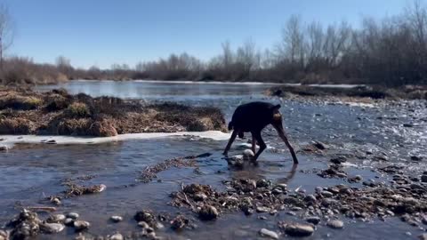 Bengi in the River