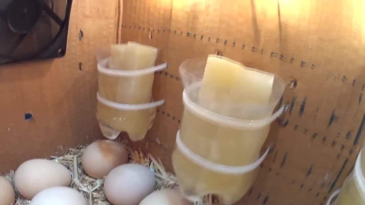 DIY Egg Hatching at Home: No Incubator Required