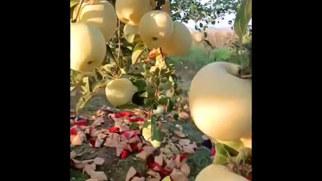 Apple fruit