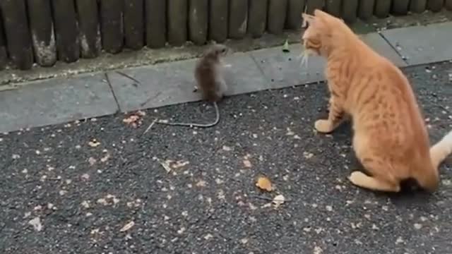 Cute animals