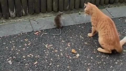 Cute animals