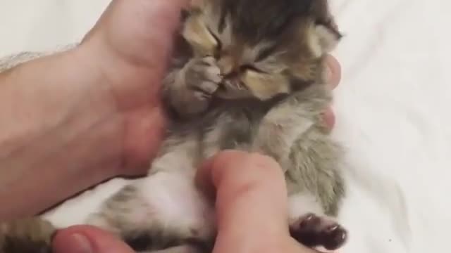 Any animal is so cute when it's little