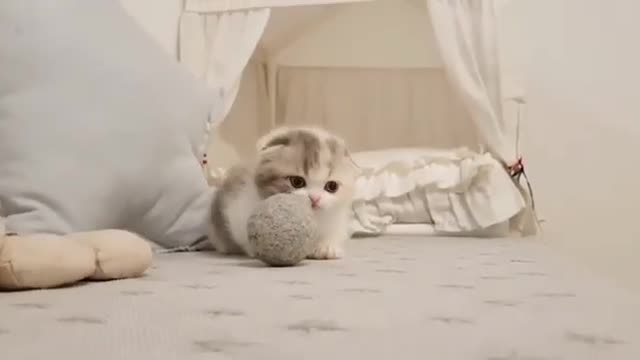 Super Cute Teacup Cat Playing 😍