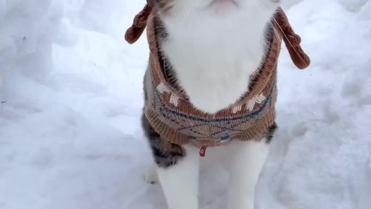 I go for a walk in the snow