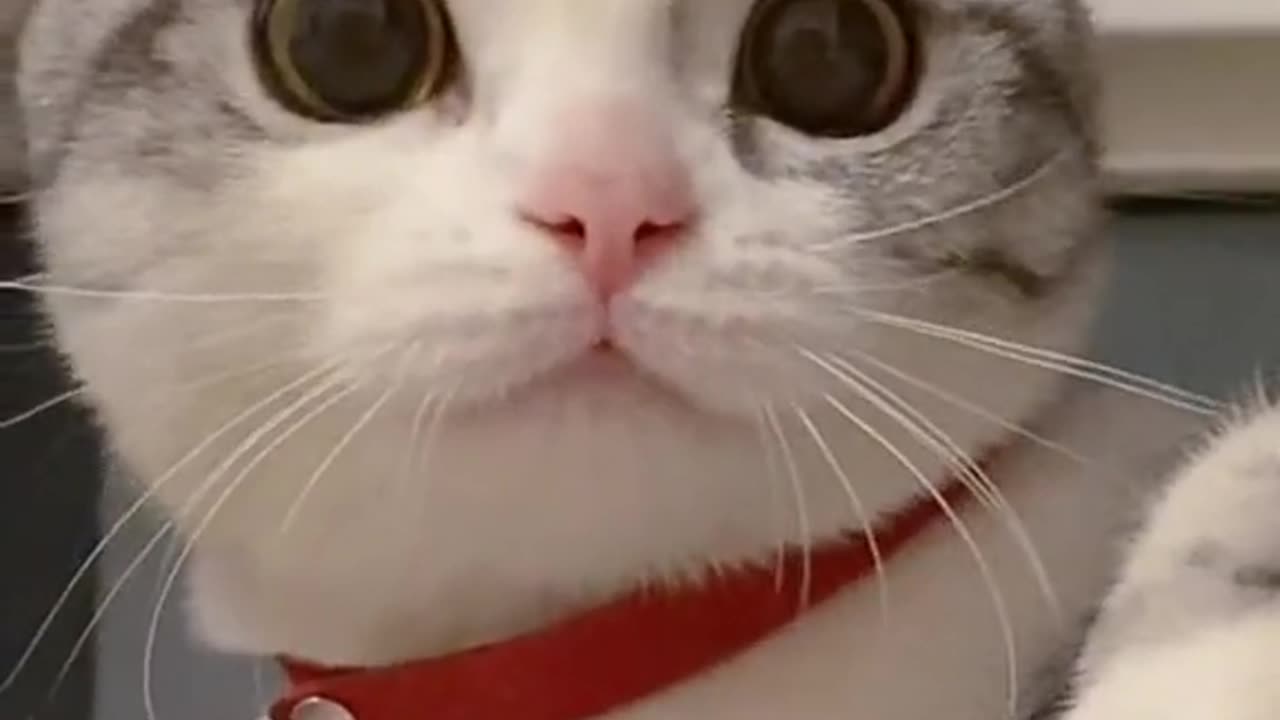 Bring you a happy life of cute pets every day!