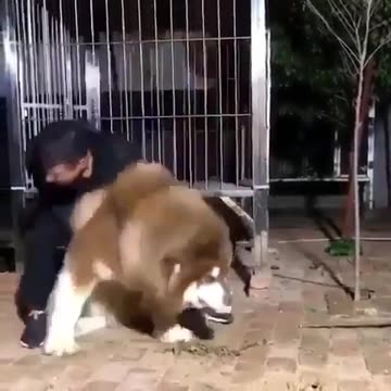 “Yes! I assure you I’m a dog! Now, leave me alone, ya .”